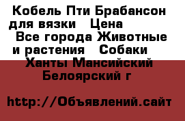 Кобель Пти Брабансон для вязки › Цена ­ 30 000 - Все города Животные и растения » Собаки   . Ханты-Мансийский,Белоярский г.